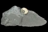 Gastropod Fossil in Rock - Germany #125432-1